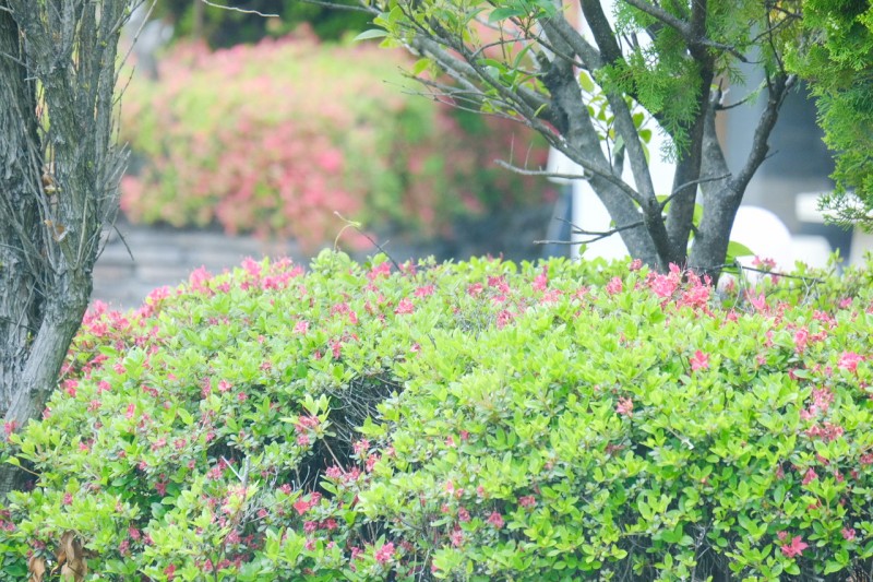 躑躅が咲き始めた料亭深志楼の空中庭園
