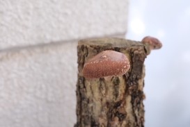 去年菌打ちして育ったシイタケ　上手に育てられるとこんなに大きなシイタケができるそうです